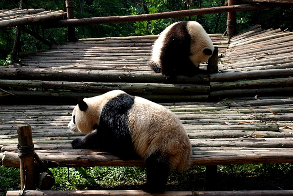 Pandas in Chengdu